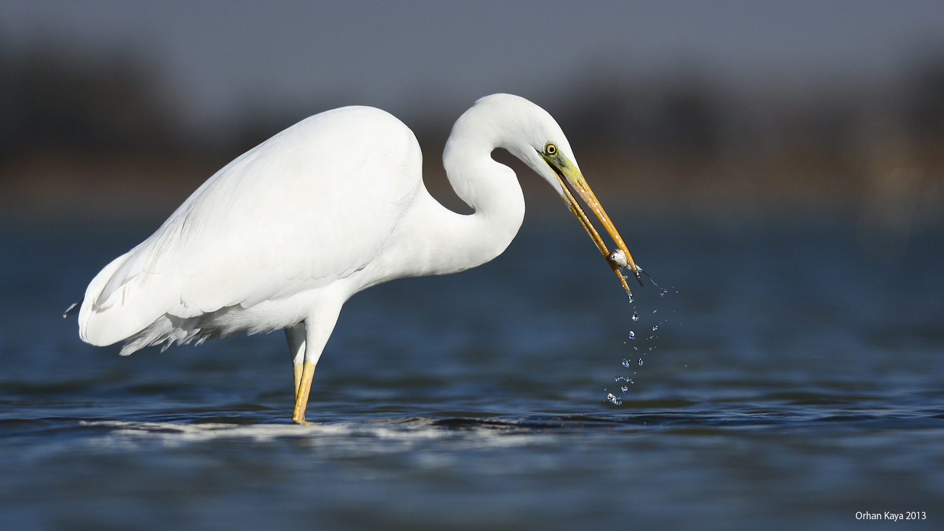 Büyük ak balıkçıl