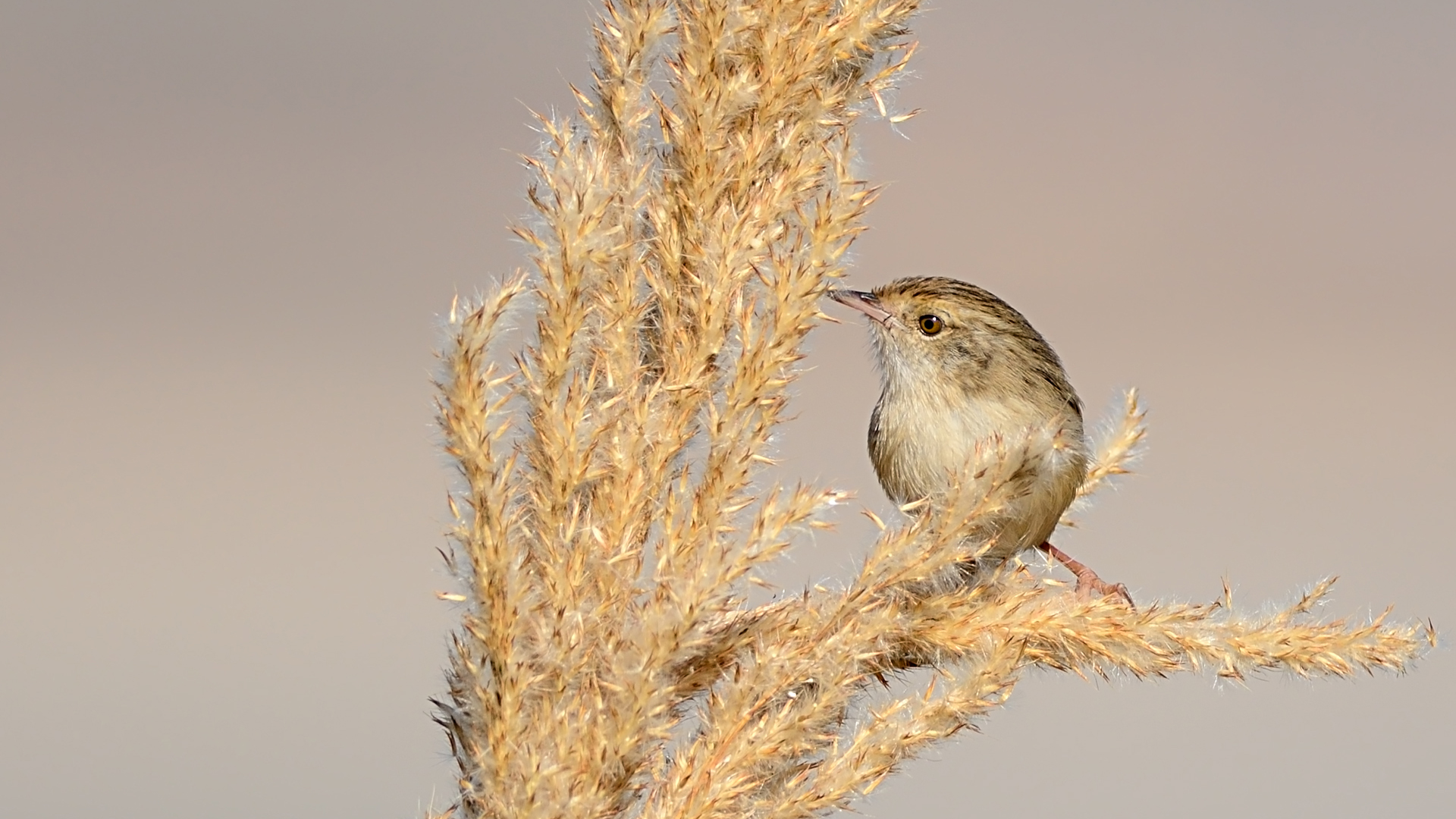 Dikkuyruklu ötleğen