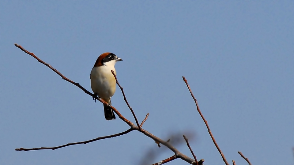 Kızılbaşlı örümcekkuşu