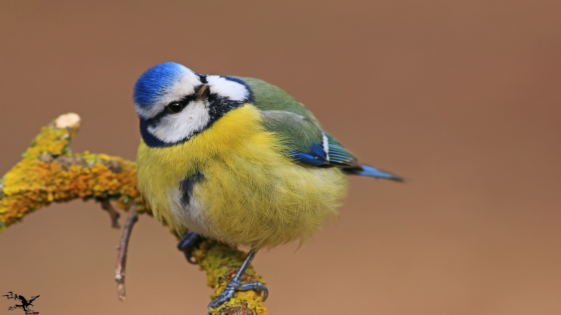 Mavi baştankara » Eurasian Blue Tit » Cyanistes caeruleus
