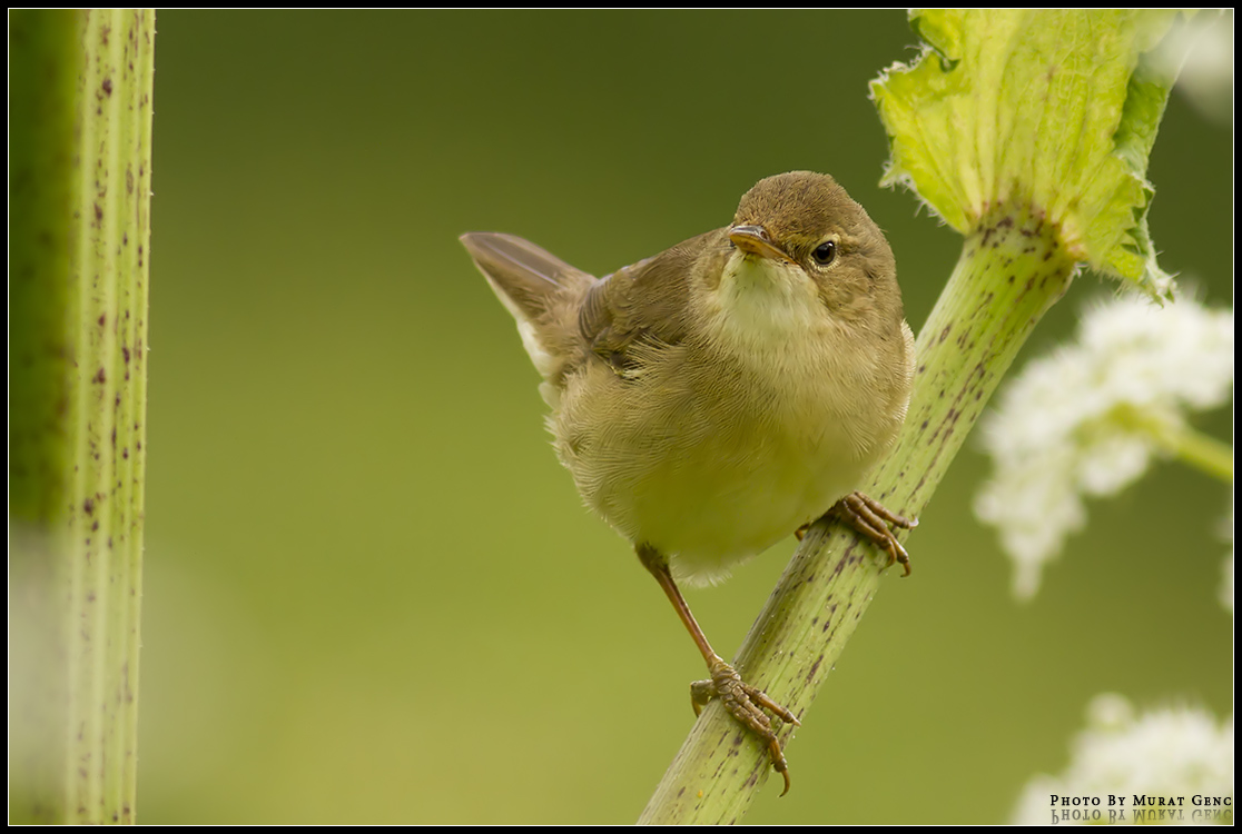 Çalı kamışçını