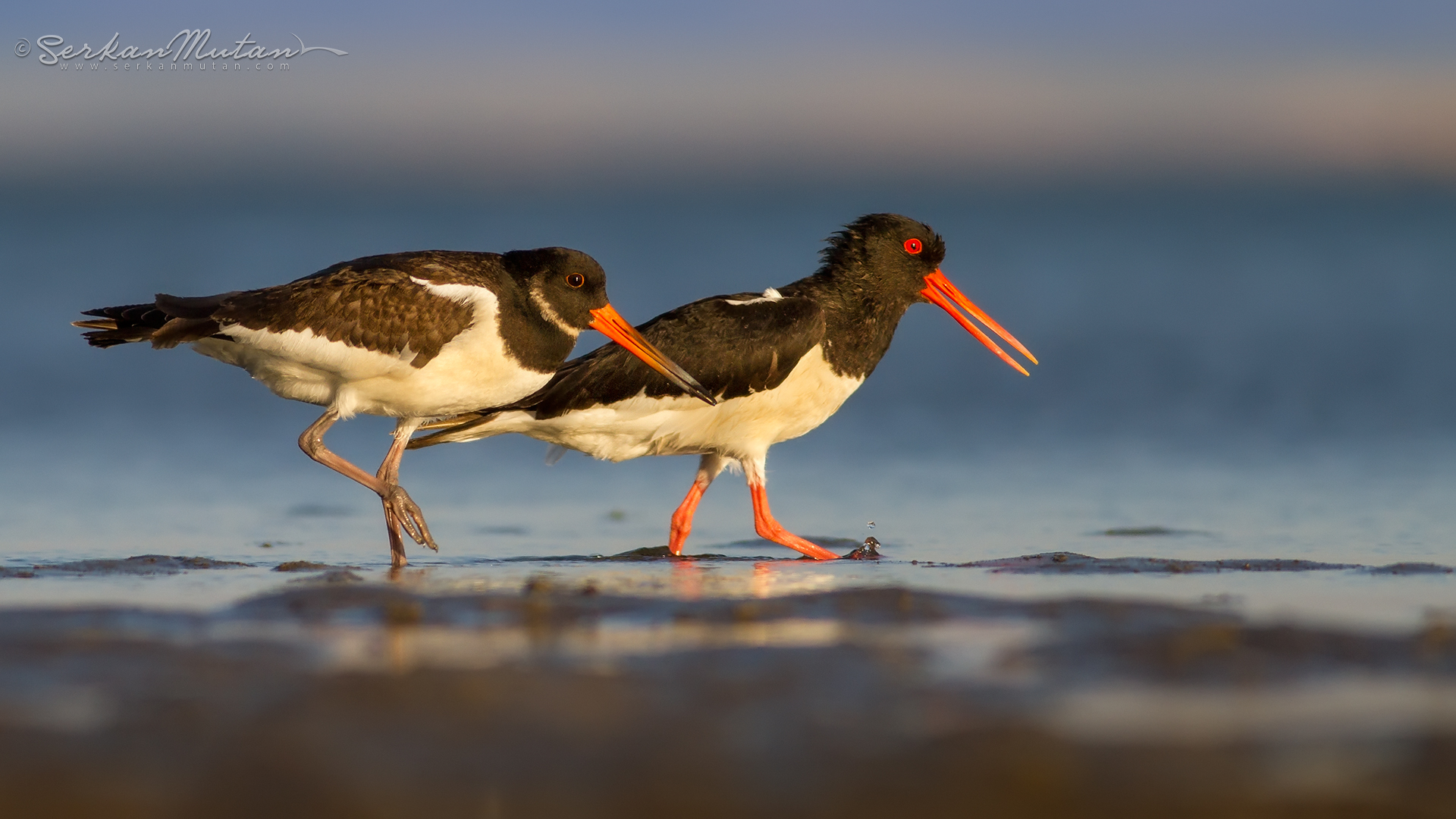 Poyrazkuşu » Eurasian Oystercatcher » Haematopus ostralegus
