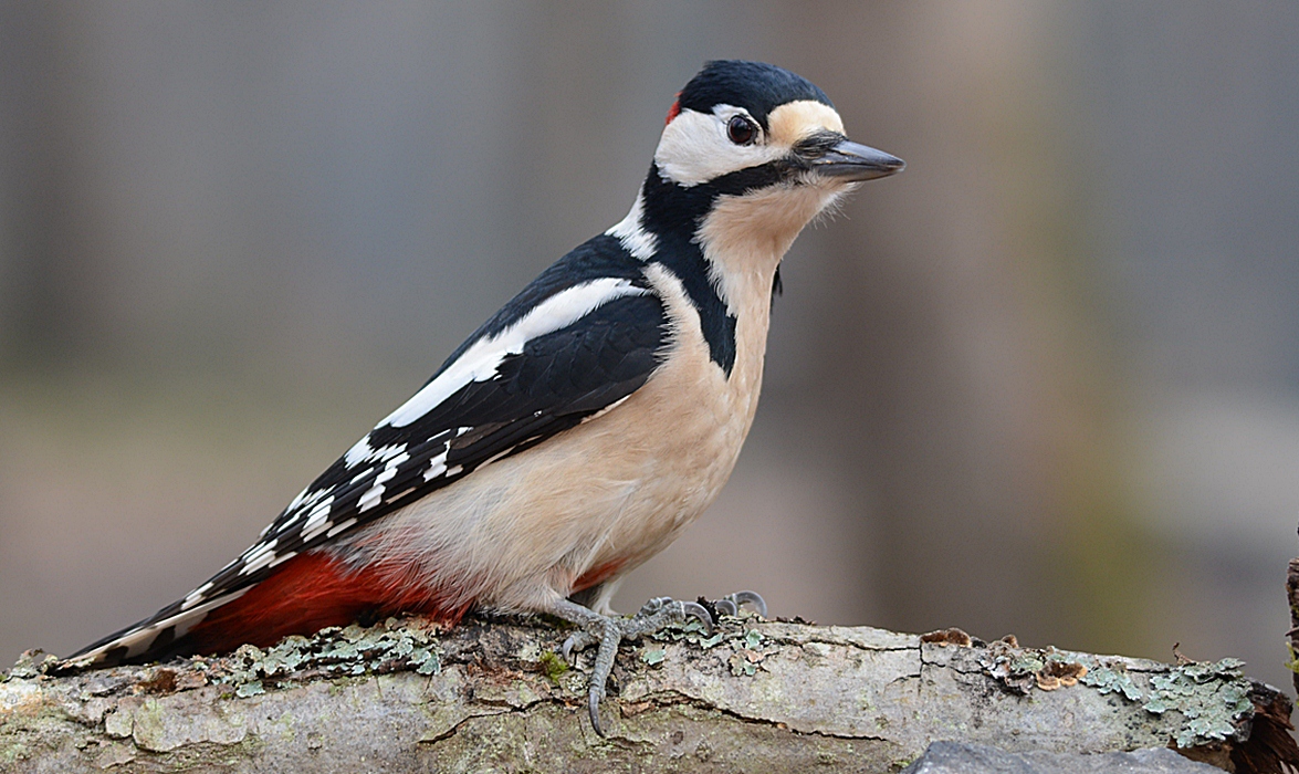 Orman alaca ağaçkakanı