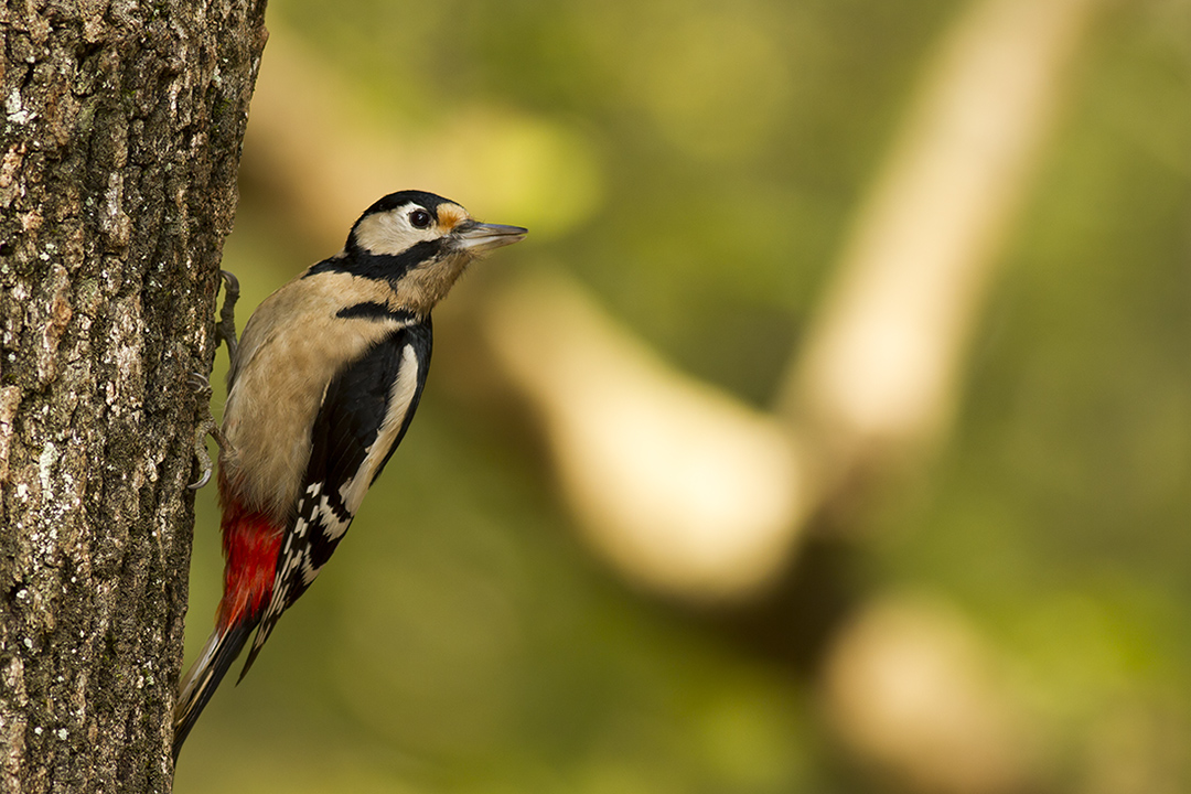 Orman alaca ağaçkakanı