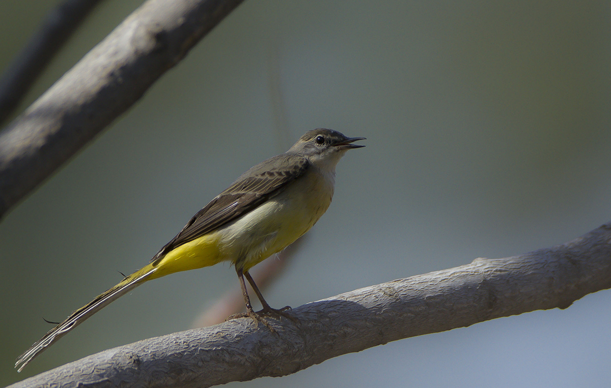 Dağ kuyruksallayanı