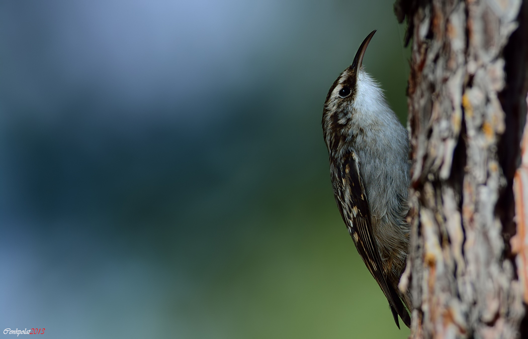 Bahçe tırmaşıkkuşu