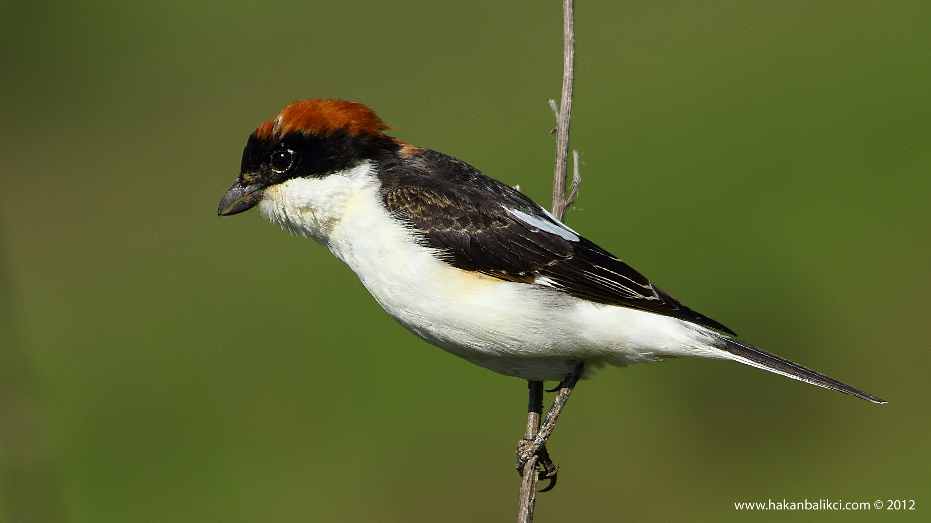 Kızılbaşlı örümcekkuşu