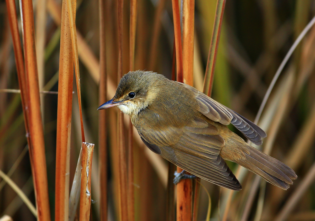 Büyük kamışçın