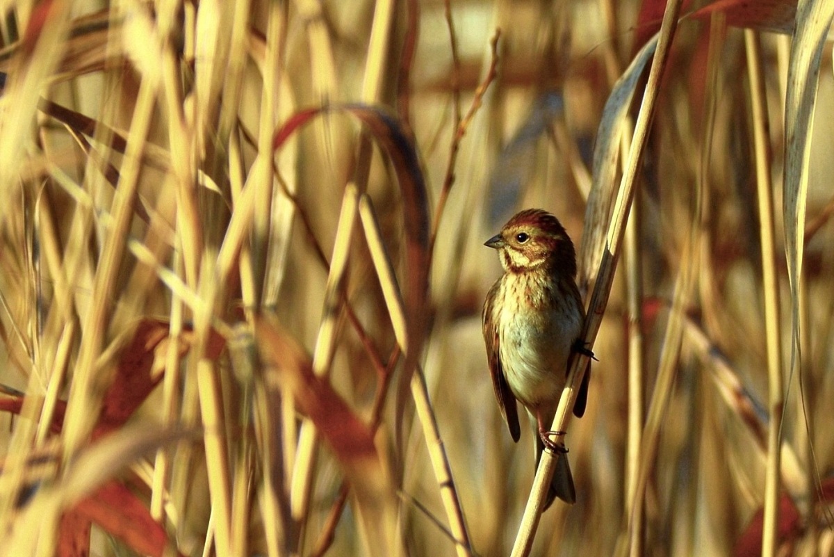 Bataklık Kirazkuşu