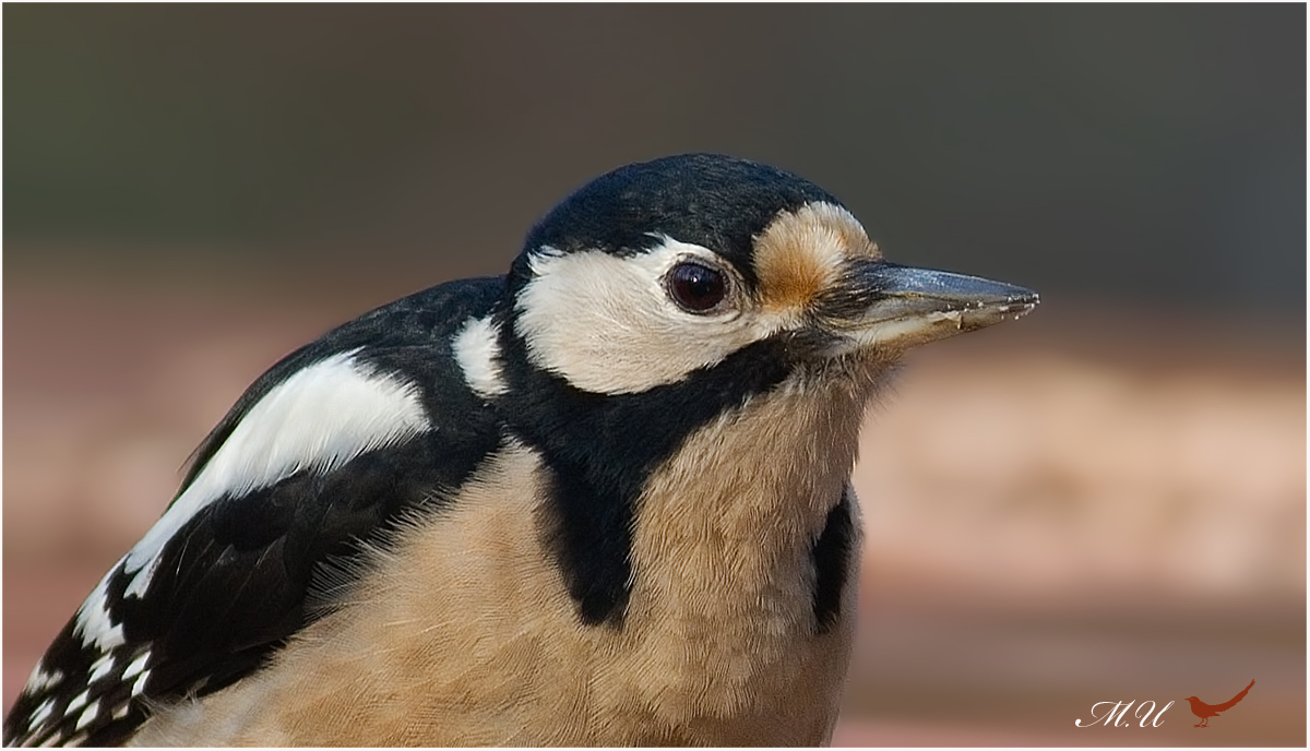 Orman alaca ağaçkakanı