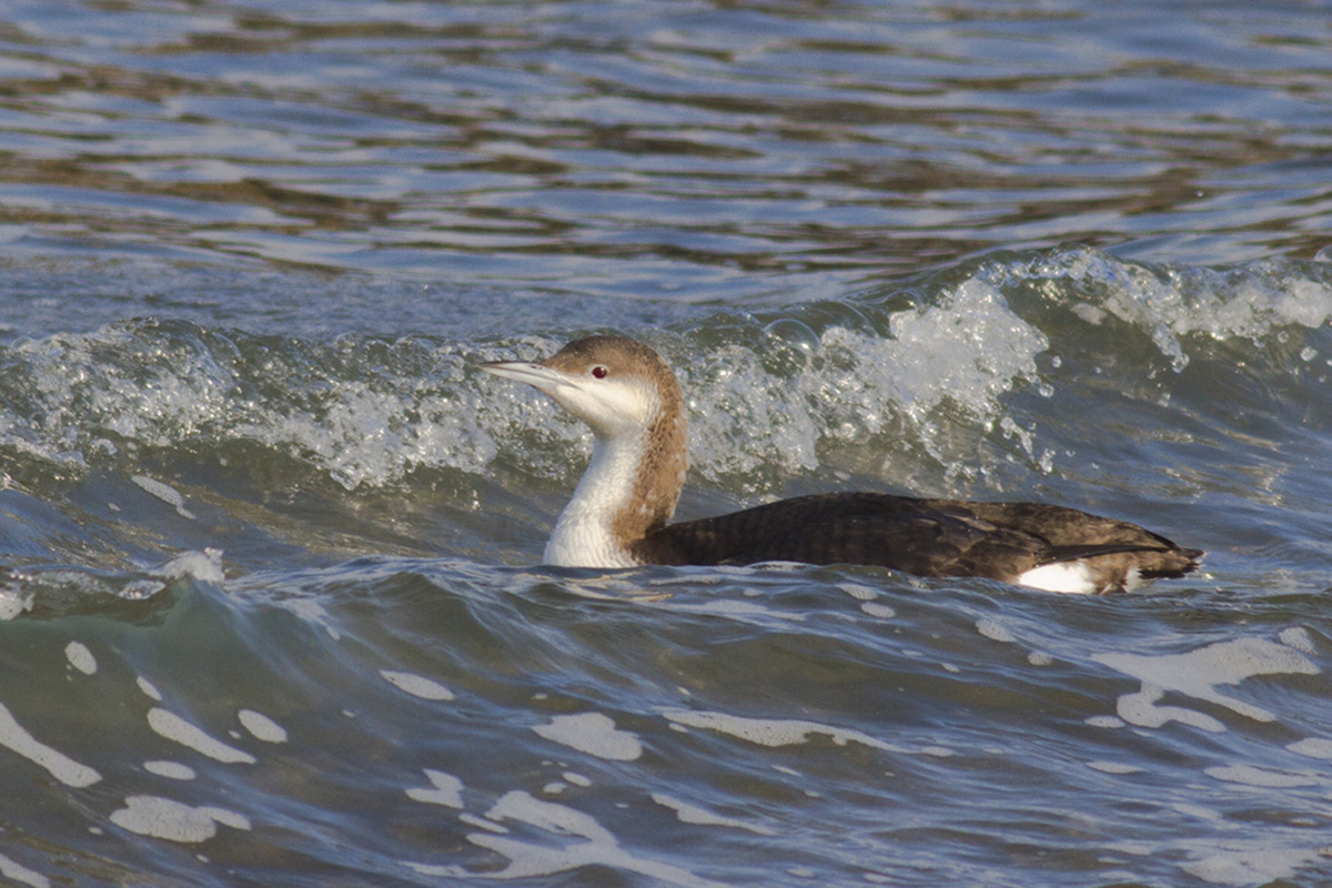 Karagerdanlı dalgıç