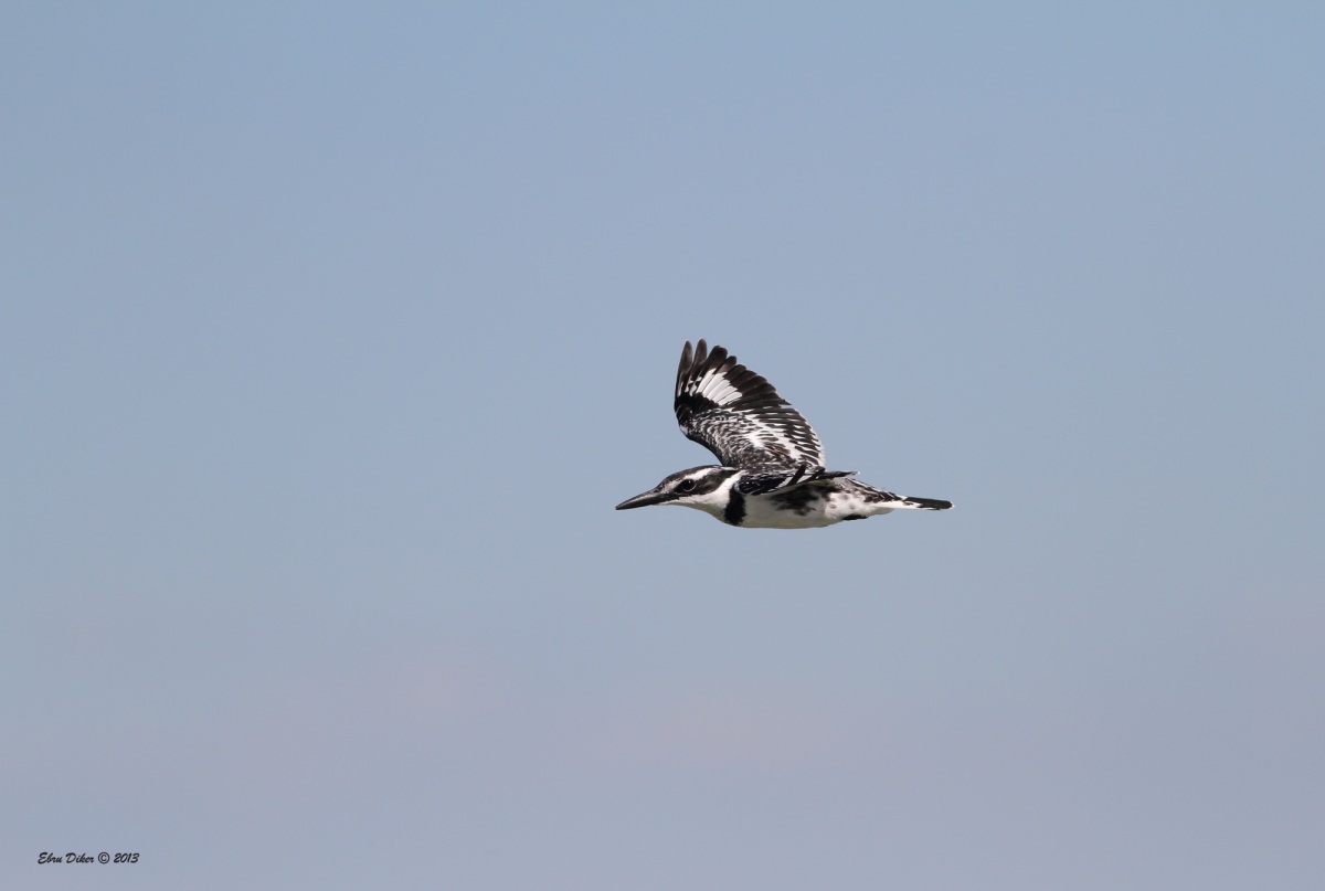 Alaca yalıçapkını