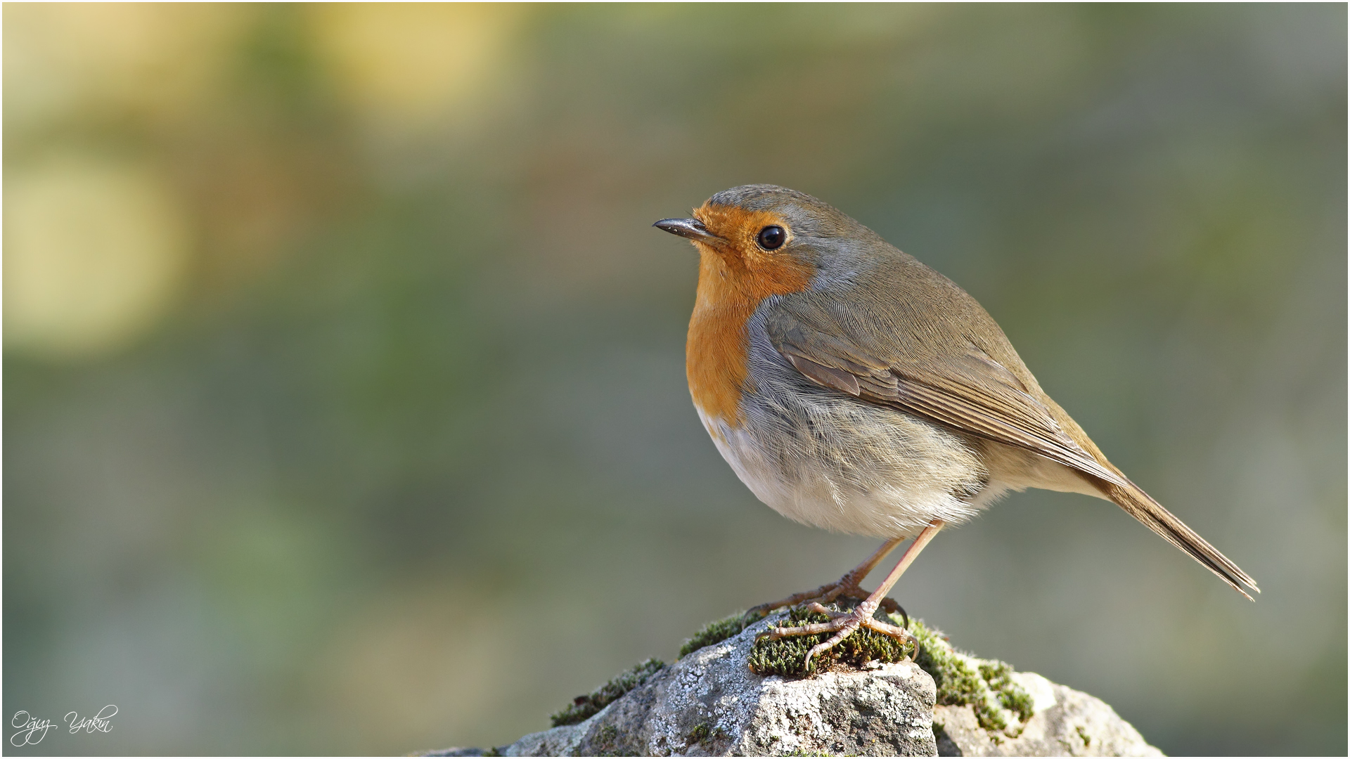 Kızılgerdan » European Robin » Erithacus rubecula