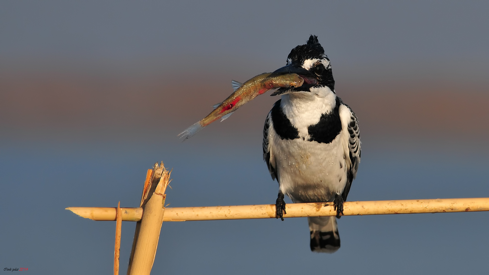 Alaca yalıçapkını
