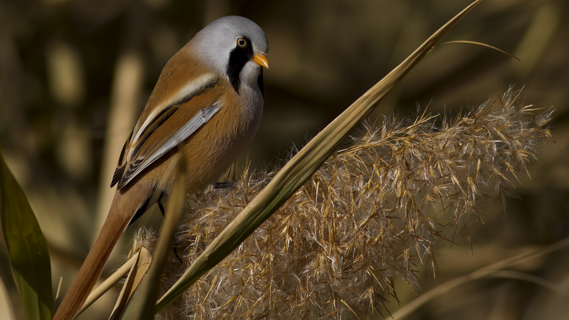 Bıyıklı baştankara » Bearded Reedling » Panurus biarmicus