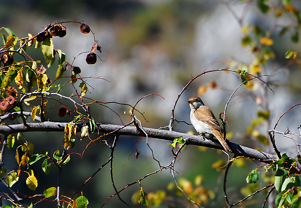 Kızılsırtlı örümcekkuşu