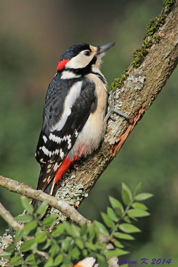 Orman alaca ağaçkakanı