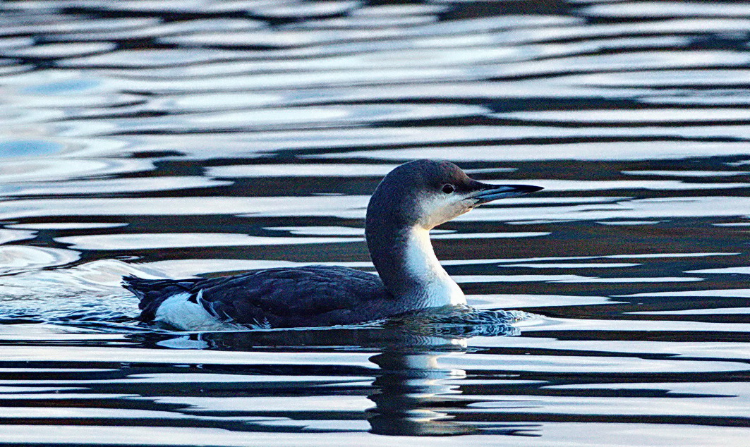 Karagerdanlı dalgıç