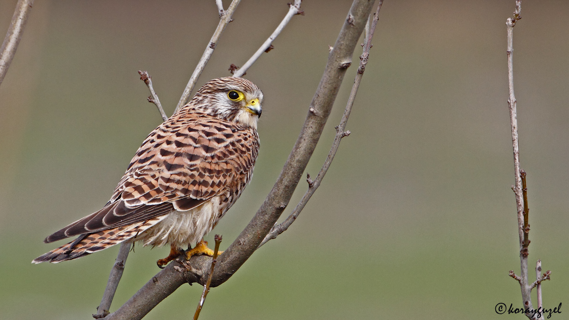 Kerkenez » Common Kestrel » Falco tinnunculus