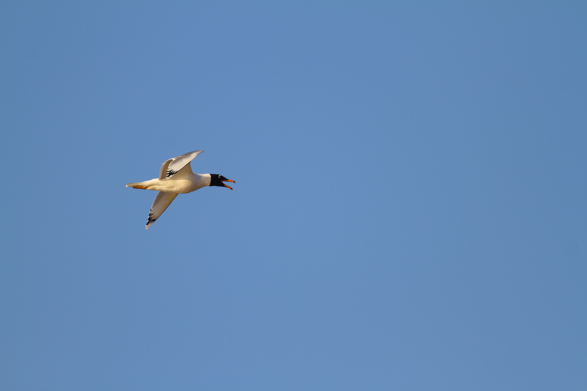 Büyük karabaş martı