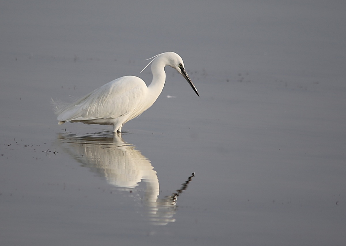 Küçük ak balıkçıl