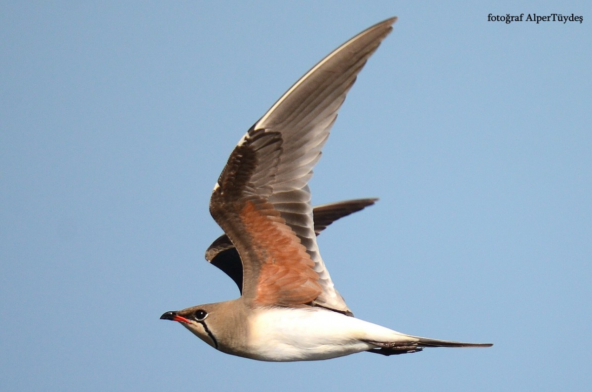 Bataklıkkırlangıcı
