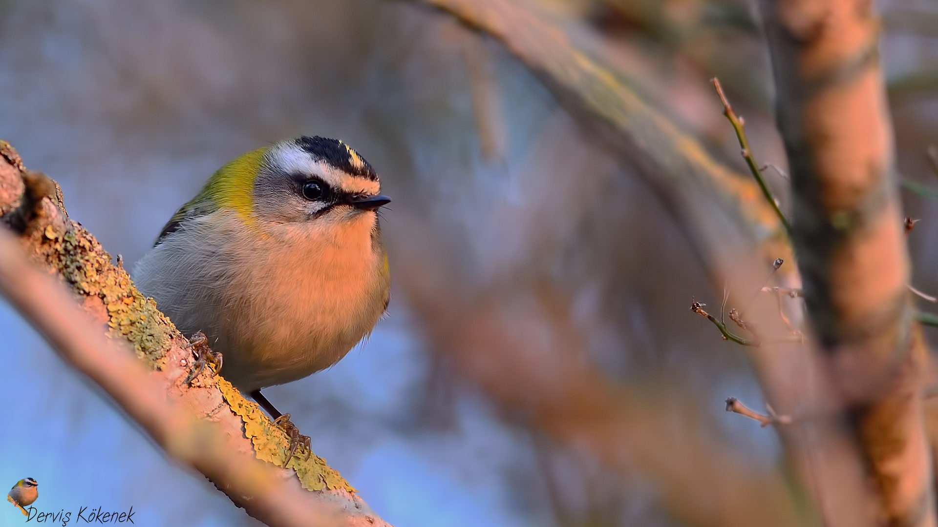 Sürmeli çalıkuşu