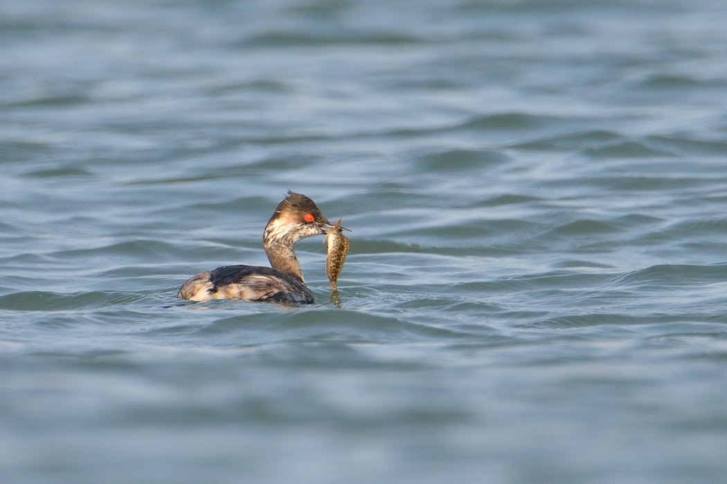 Karaboyunlu batağan