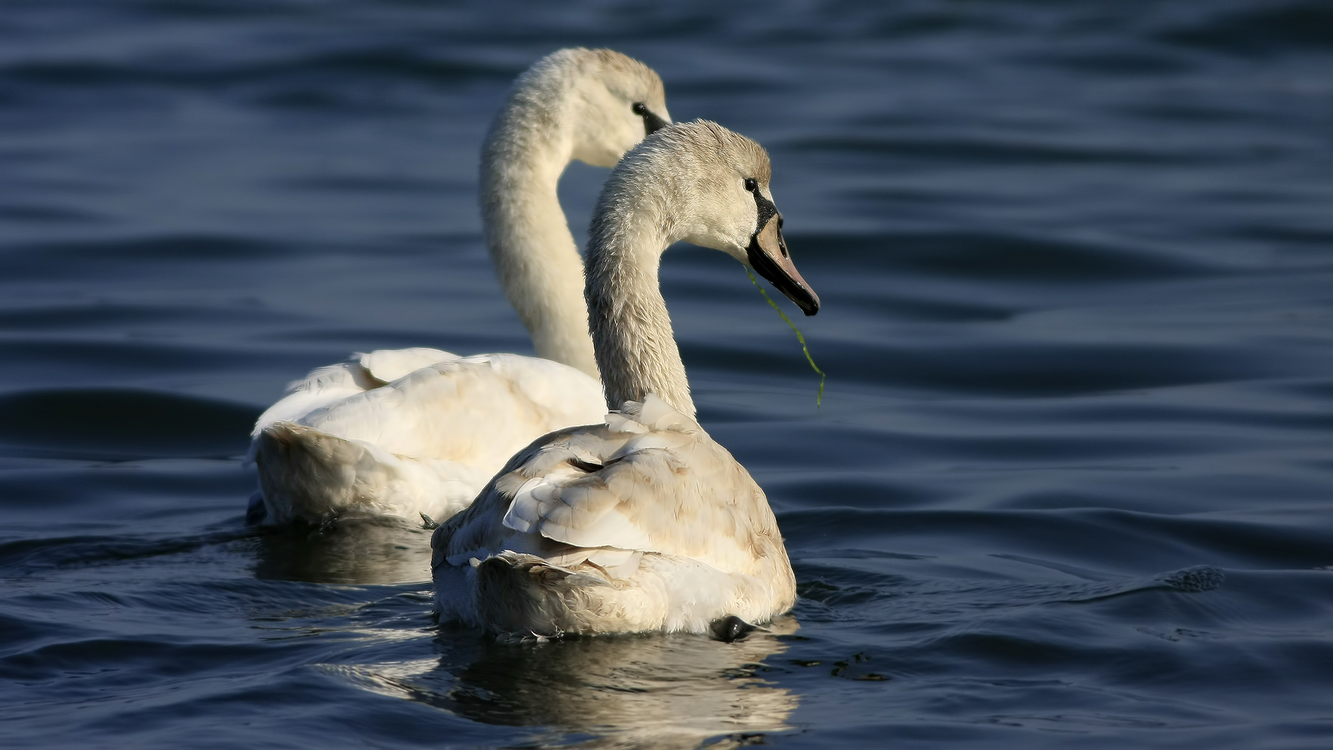 Kuğu » Mute Swan » Cygnus olor