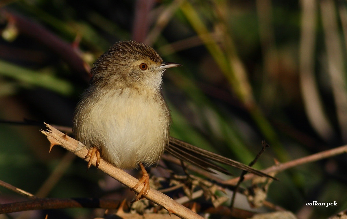 Dikkuyruklu ötleğen