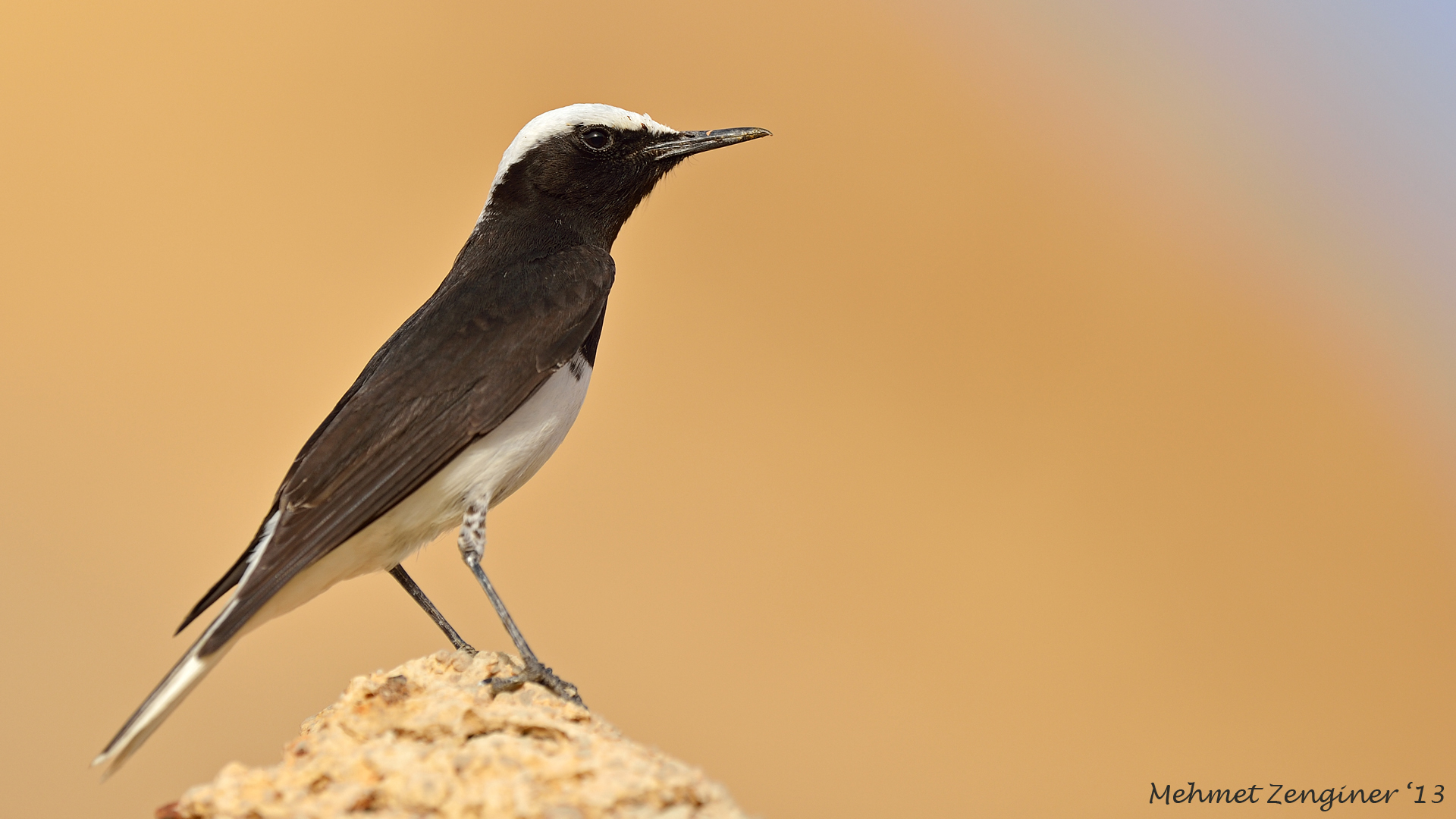 Keşiş kuyrukkakanı