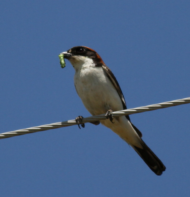 Kızılbaşlı örümcekkuşu