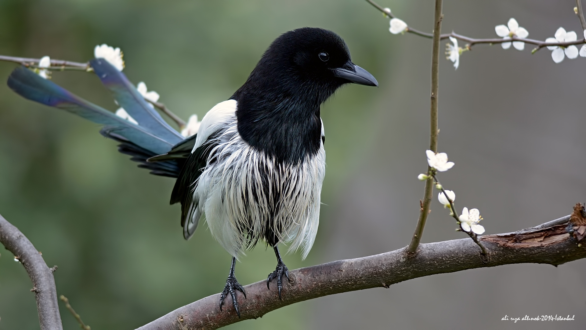 Saksağan » Eurasian Magpie » Pica pica