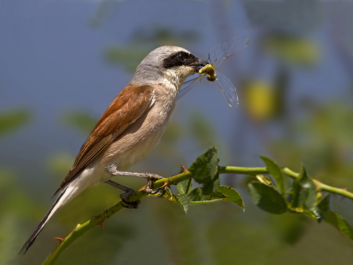 Kızılsırtlı örümcekkuşu