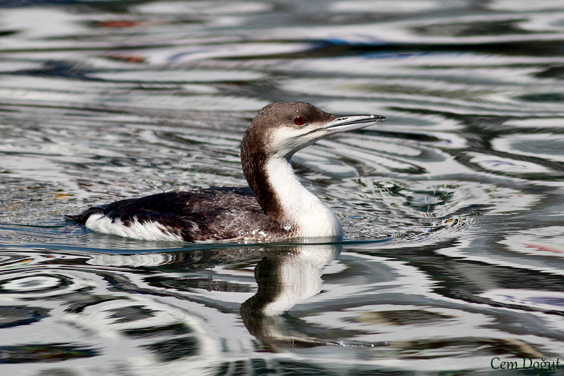 Karagerdanlı dalgıç