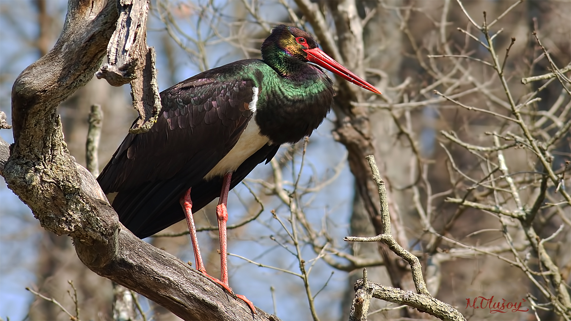 Kara leylek » Black Stork » Ciconia nigra