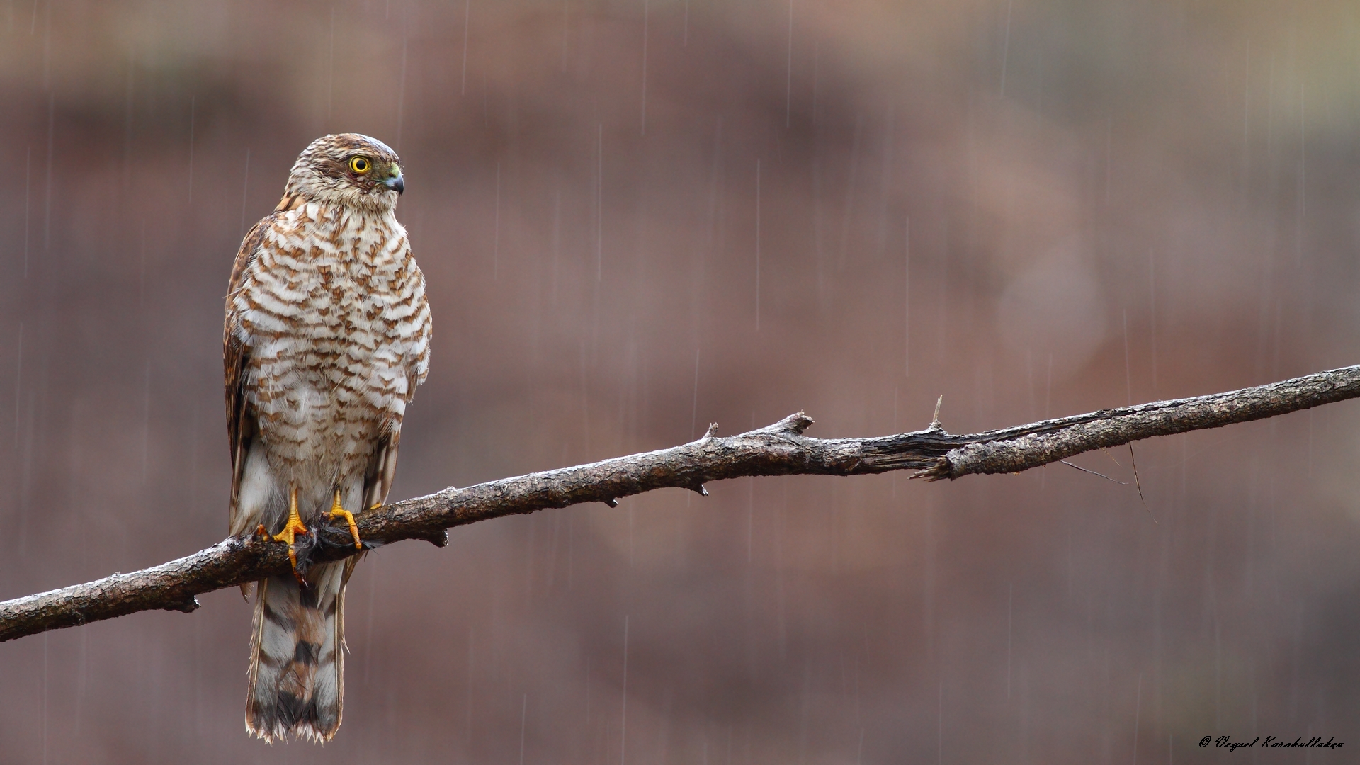 Atmaca » Eurasian Sparrowhawk » Accipiter nisus