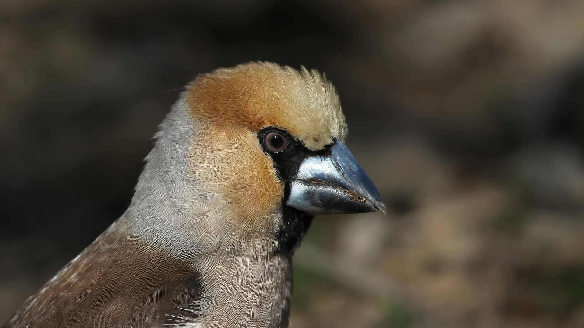 Kocabaş » Hawfinch » Coccothraustes coccothraustes