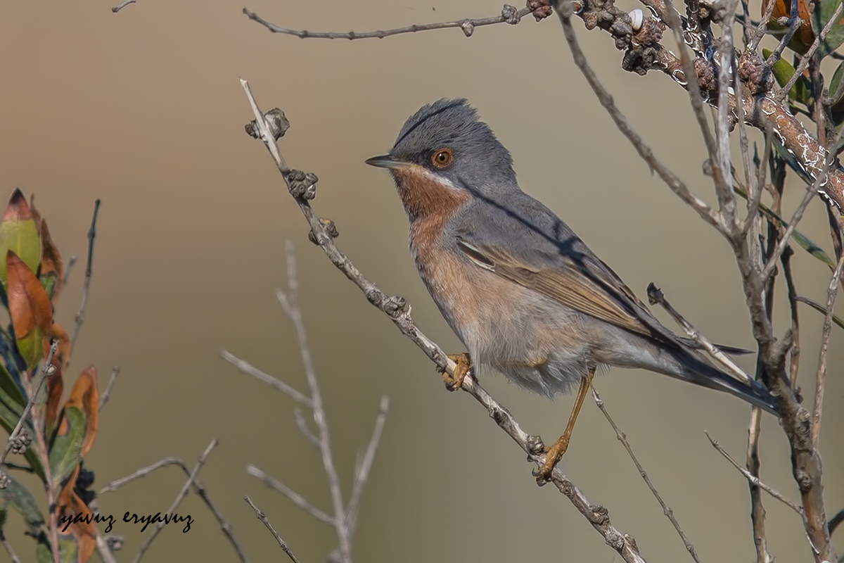 Bıyıklı ötleğen