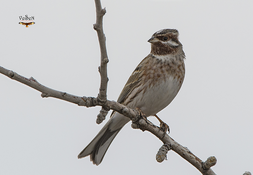 Akbaşlı kirazkuşu