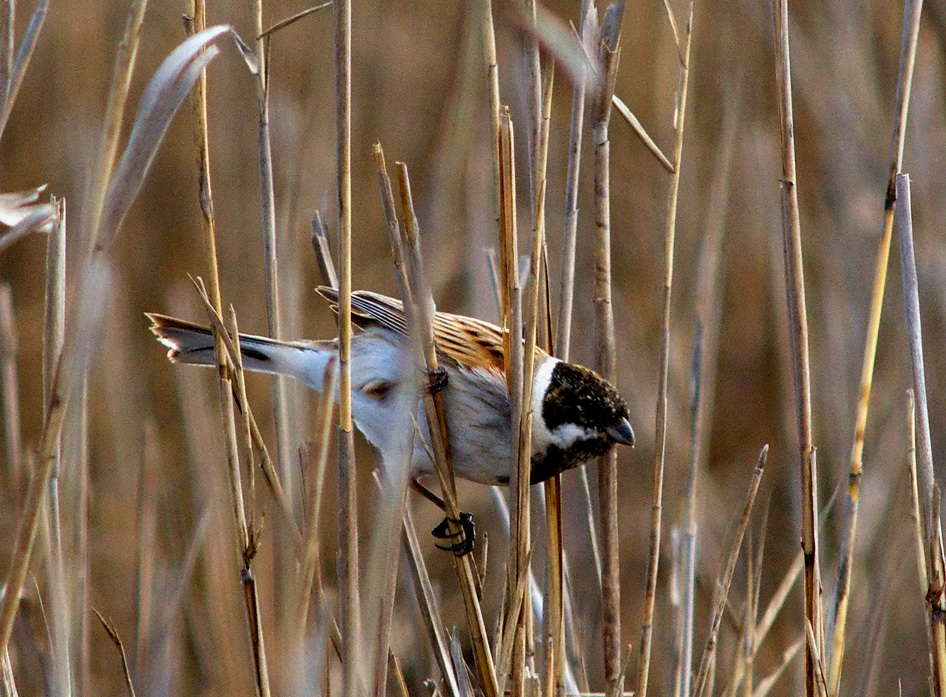 Bataklık Kirazkuşu