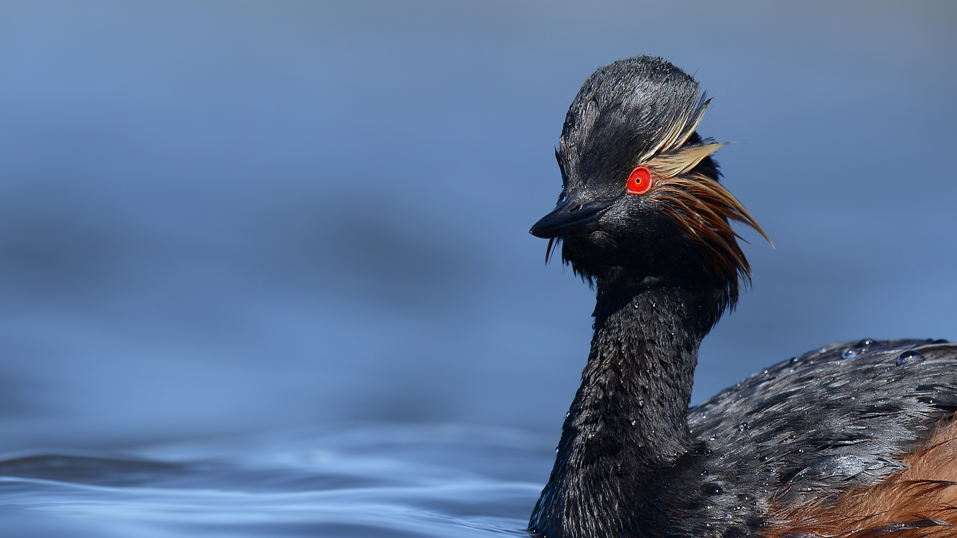 Karaboyunlu batağan