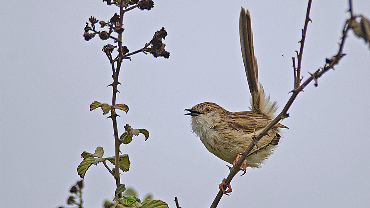 Dikkuyruklu ötleğen