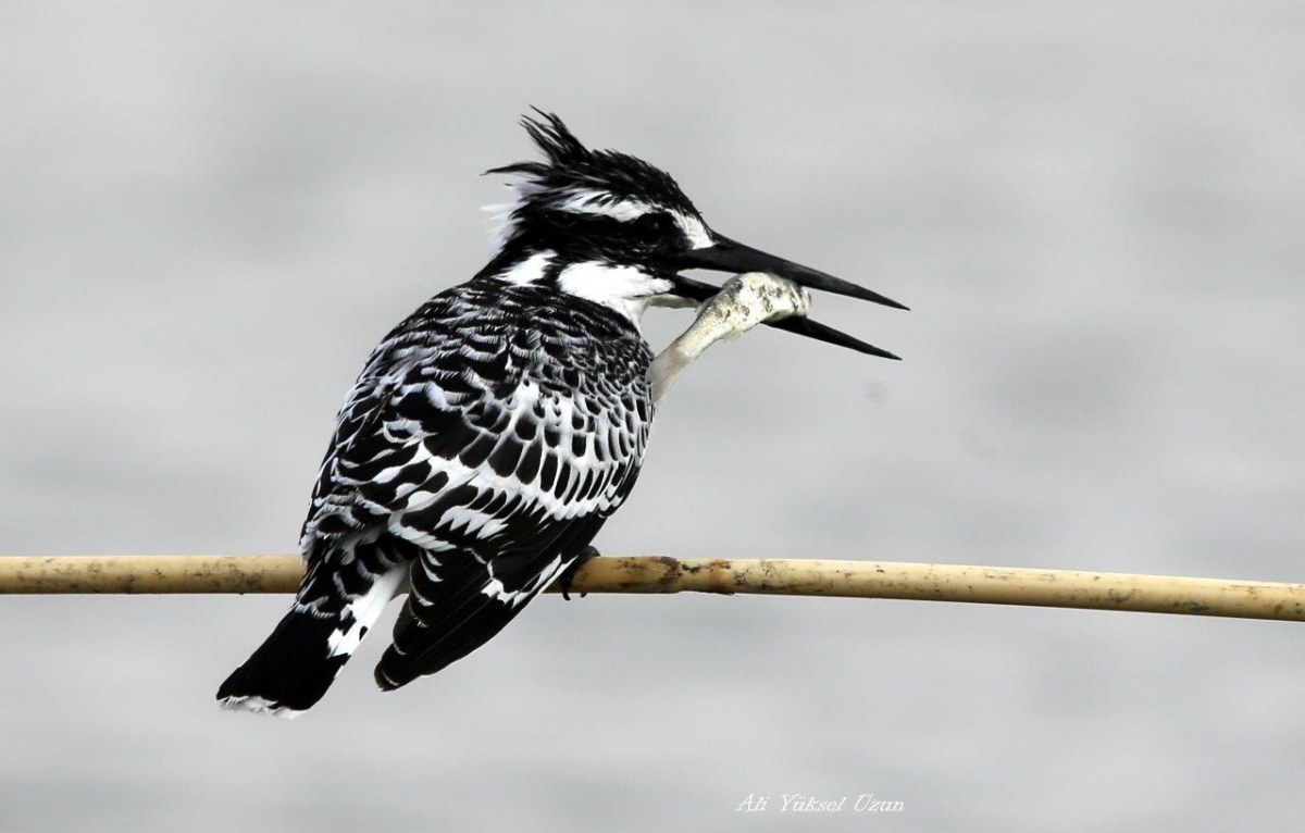 Alaca yalıçapkını