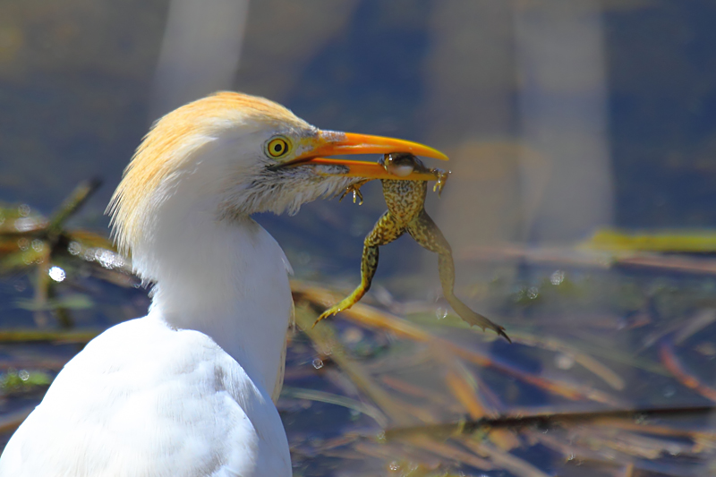 Sığır balıkçılı