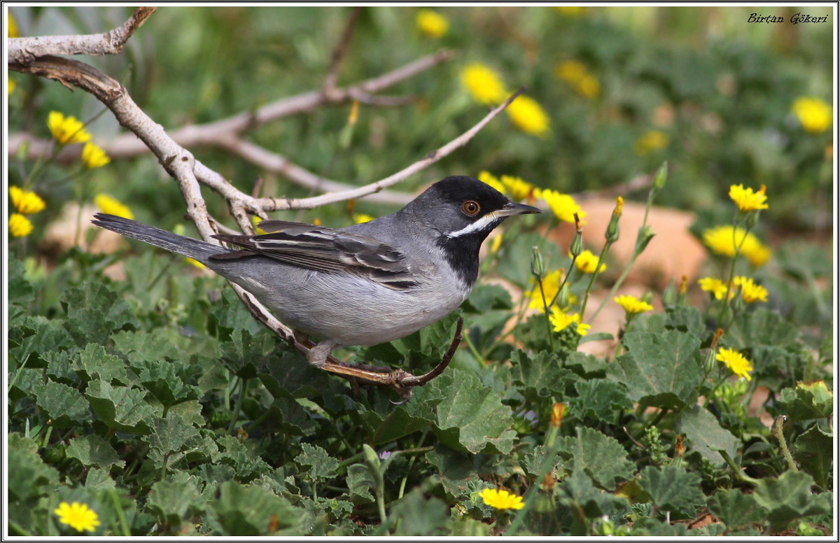 Karaboğazlı ötleğen