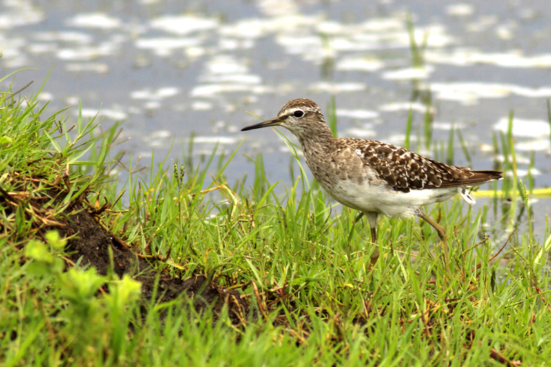 Orman düdükçünü