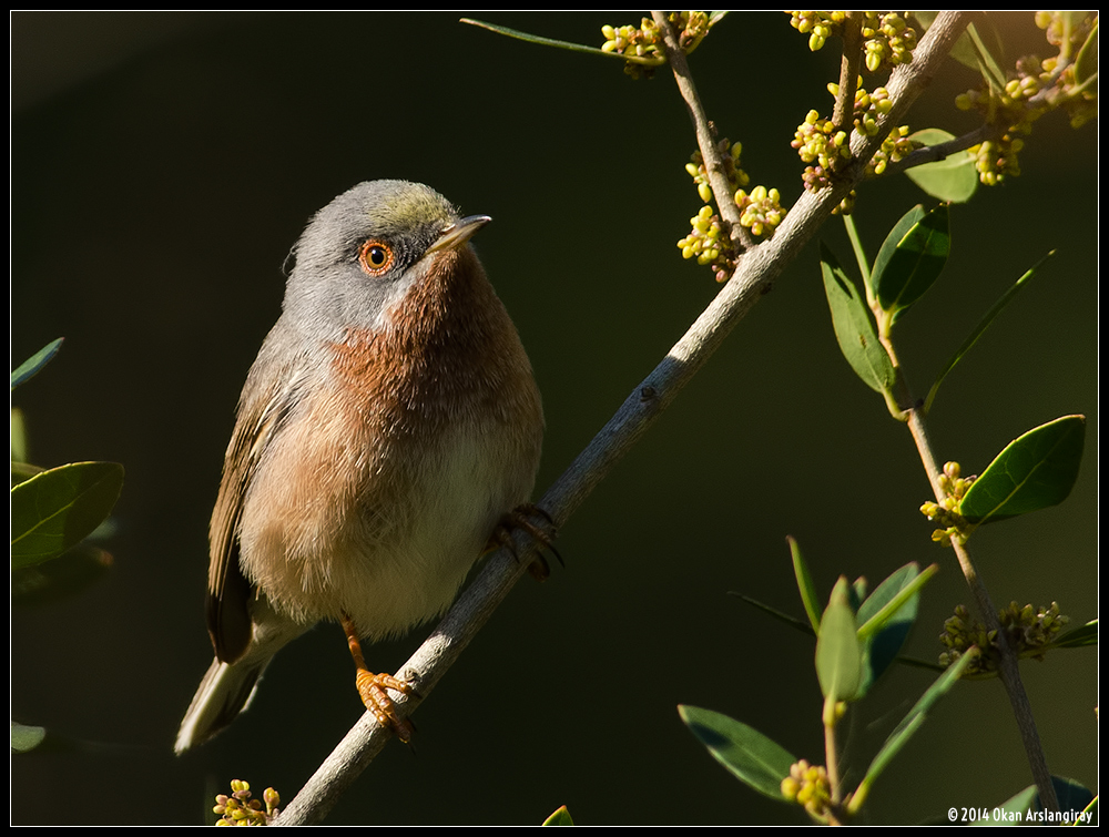 Bıyıklı ötleğen