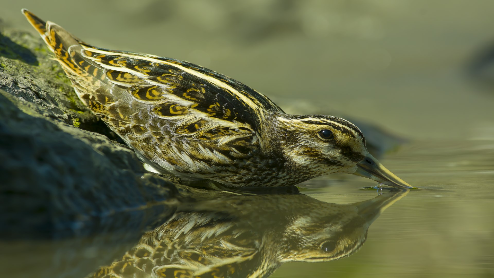 Küçük suçulluğu