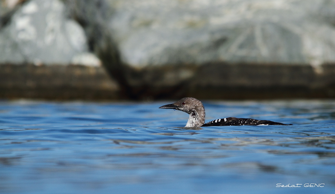 Karagerdanlı dalgıç